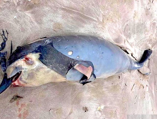 Cá voi chết dạt vào bờ biển Nghệ An - 1