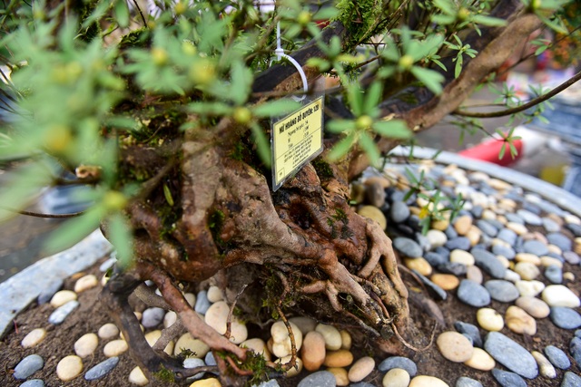 Đỗ quyên bonsai hàng khủng giá gần tỷ đồng chưng Tết ở Hà Nội - 8 Đỗ quyên bonsai hàng khủng giá gần tỷ đồng chưng Tết ở Hà Nội - 8