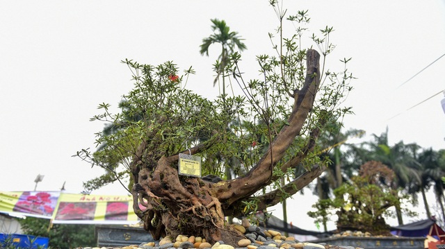 Đỗ quyên bonsai hàng khủng giá gần tỷ đồng chưng Tết ở Hà Nội - 2 Đỗ quyên bonsai hàng khủng giá gần tỷ đồng chưng Tết ở Hà Nội - 2