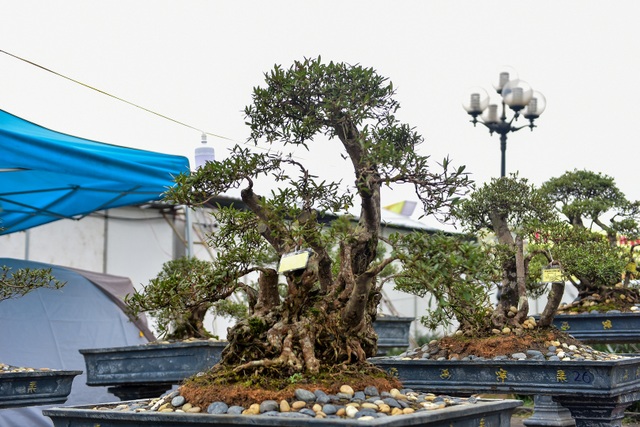 Đỗ quyên bonsai hàng khủng giá gần tỷ đồng chưng Tết ở Hà Nội - 5 Đỗ quyên bonsai hàng khủng giá gần tỷ đồng chưng Tết ở Hà Nội - 5