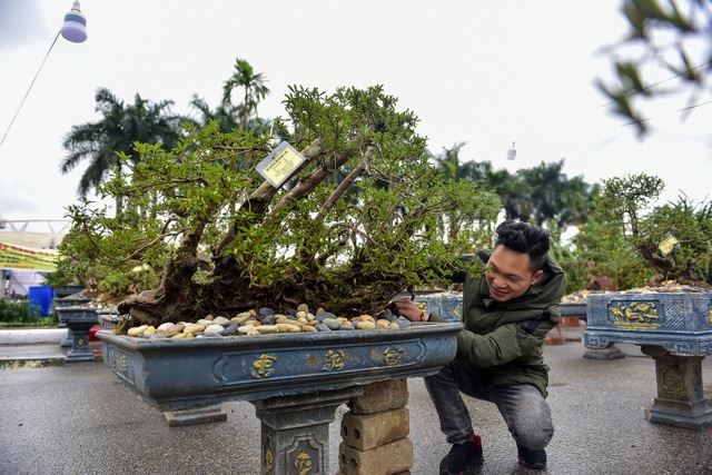 Đỗ quyên bonsai hàng khủng giá gần tỷ đồng chưng Tết ở Hà Nội - 11 Đỗ quyên bonsai hàng khủng giá gần tỷ đồng chưng Tết ở Hà Nội - 11