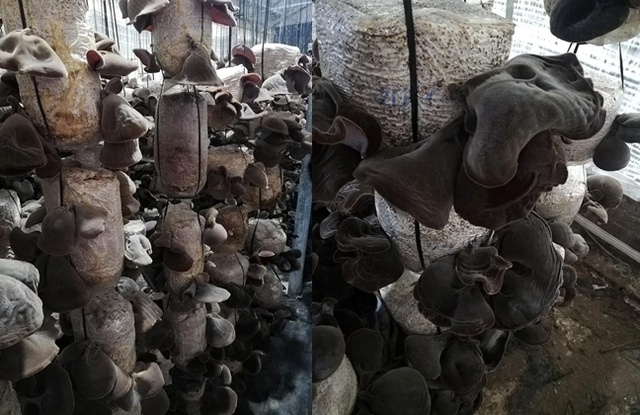 Chuyên gia chỉ cách chọn nấm Hương và nấm Mộc nhĩ cho mâm cỗ Tết “tròn vị” - 3 Chuyên gia chỉ cách chọn nấm Hương và nấm Mộc nhĩ cho mâm cỗ Tết “tròn vị” - 3