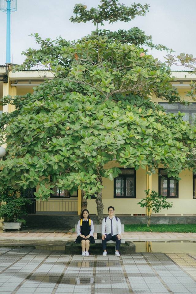 Hình ảnh cây phượng bị niêm phong giữa sân trường gây tranh cãi  Netizen   Việt Giải Trí