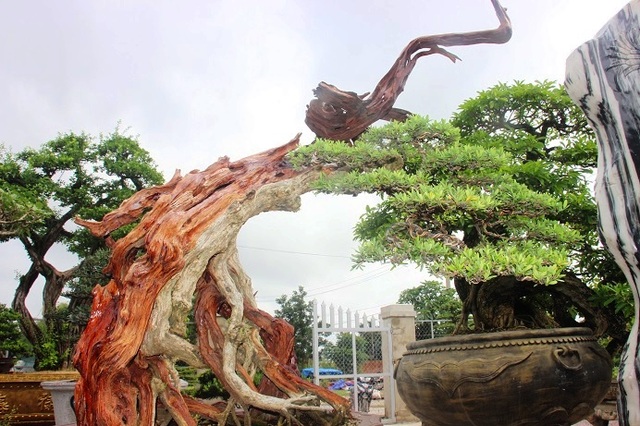 Bonsai cổ thụ dáng cực lạ giá cả trăm triệu ngóng đại gia dịp Tết - 1 Bonsai cổ thụ dáng cực lạ giá cả trăm triệu ngóng đại gia dịp Tết - 1