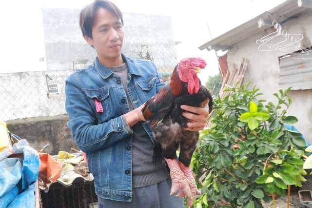 gà Đông Tảo 7.JPG gà Đông Tảo 7.JPG