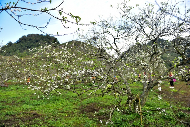 Thung lũng hoa mận Mộc Châu bung nở trước Tết Nguyên đán - 8