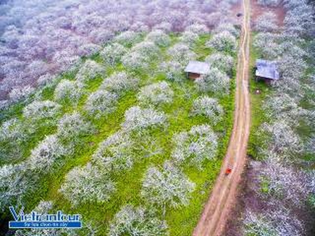 Khám phá lễ hội hoa xuân khắp thế giới - 5 Khám phá lễ hội hoa xuân khắp thế giới - 5