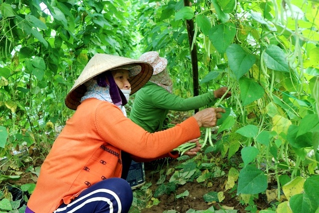 Vùng rau tết ở Quảng Nam Vùng rau tết ở Quảng Nam