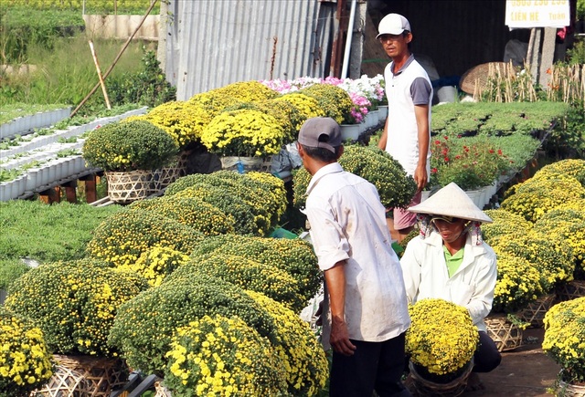 Thương lái săn mua tận vườn, cúc mâm xôi đạt mức giá cao chưa từng có      - 1