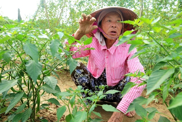 Vùng rau tết ở Quảng Nam Vùng rau tết ở Quảng Nam