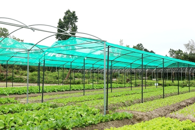 Vùng rau tết ở Quảng Nam Vùng rau tết ở Quảng Nam