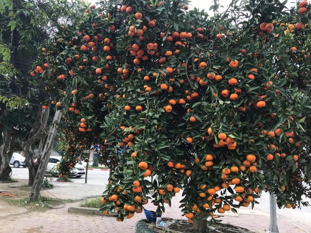 Ngắm cây quýt cổ thụ có 3 tạ quả, giá trăm triệu - 1 Ngắm cây quýt cổ thụ có 3 tạ quả, giá trăm triệu - 1