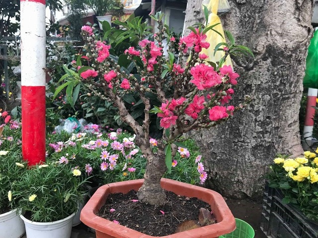 Thực hư đào mini Trung Quốc ngập chợ Việt hét giá tiền triệu - 3 Thực hư đào mini Trung Quốc ngập chợ Việt hét giá tiền triệu - 3