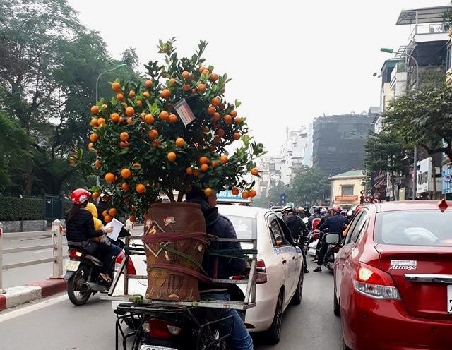 Nhận chở đào, quất không ngớt, xe ôm kiếm tiền triệu mỗi ngày                              - 1