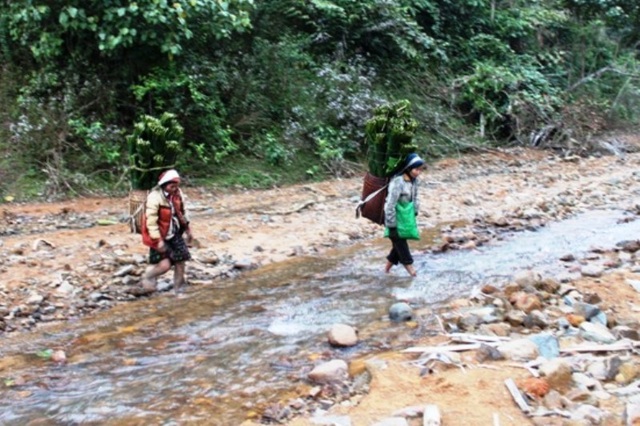 Thanh Hoá: Kiếm tiền triệu từ lá dong rừng - 1 Thanh Hoá: Kiếm tiền triệu từ lá dong rừng - 1
