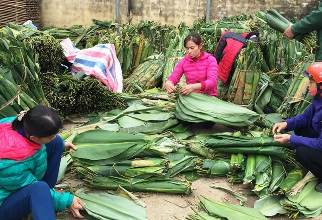 Thanh Hoá: Kiếm tiền triệu từ lá dong rừng - 3 Thanh Hoá: Kiếm tiền triệu từ lá dong rừng - 3