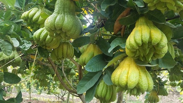 Mẹo chọn trái cây cho ban thờ ngày Tết không phải ai cũng biết - 1 Mẹo chọn trái cây cho ban thờ ngày Tết không phải ai cũng biết - 1