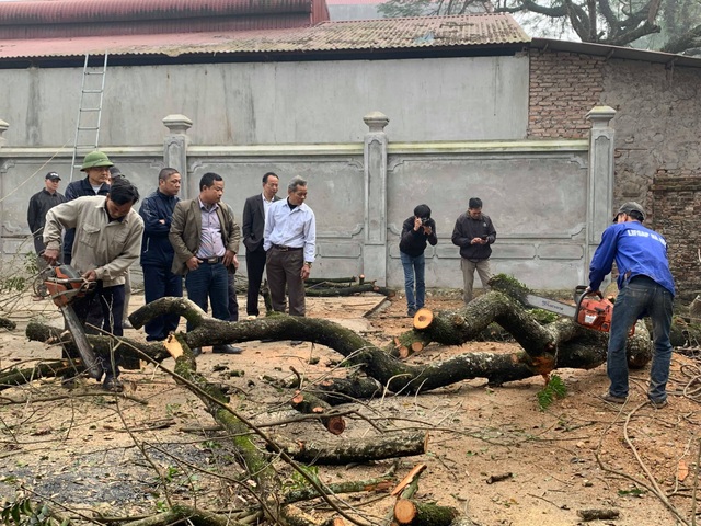 Hà Nội: Chặt hạ cây sưa đỏ 100 năm tuổi bên cạnh cây sưa trăm tỷ - 6