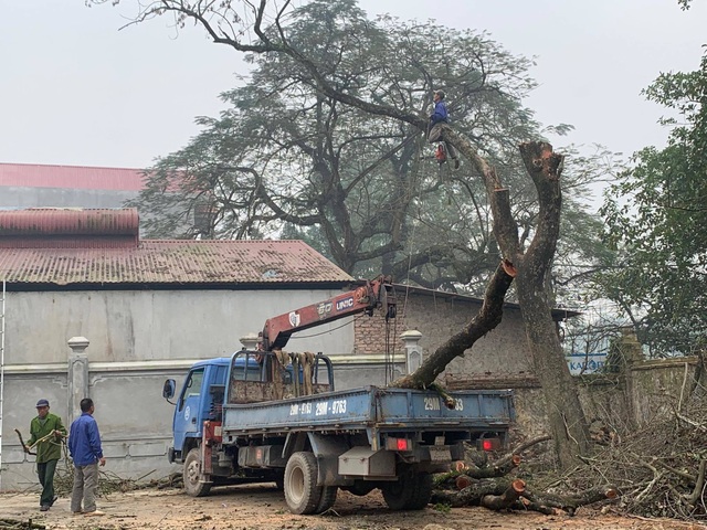 Hà Nội: Chặt hạ cây sưa đỏ 100 năm tuổi bên cạnh cây sưa trăm tỷ - 4