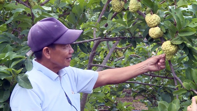 Giáp Tết, nông dân thu hàng trăm triệu đồng từ trái mãng cầu ta trái vụ - 1 Giáp Tết, nông dân thu hàng trăm triệu đồng từ trái mãng cầu ta trái vụ - 1