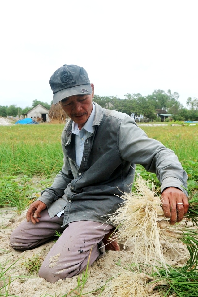 Nông dân Quảng Nam mất mùa kiệu Tết