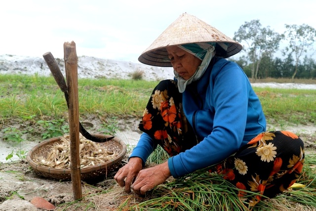 Nông dân Quảng Nam mất mùa kiệu Tết Nông dân Quảng Nam mất mùa kiệu Tết