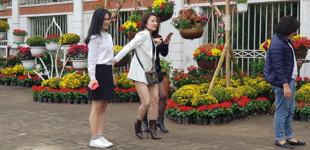 Con đường hoa xuân độc đáo Thành Vinh - 5 Con đường hoa xuân độc đáo Thành Vinh - 5