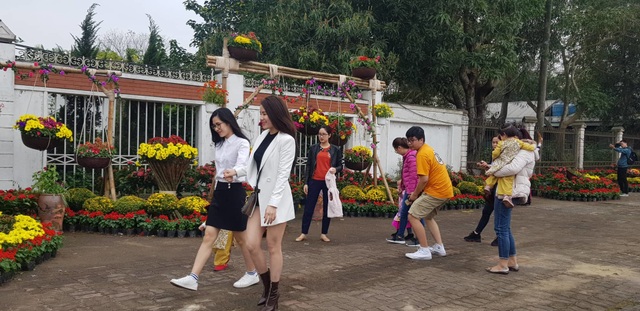 Con đường hoa xuân độc đáo Thành Vinh - 4 Con đường hoa xuân độc đáo Thành Vinh - 4