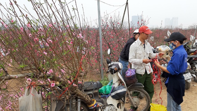 Dịch vụ chở quất, đào Tết thu tiền triệu mỗi ngày - 1 Dịch vụ chở quất, đào Tết thu tiền triệu mỗi ngày - 1