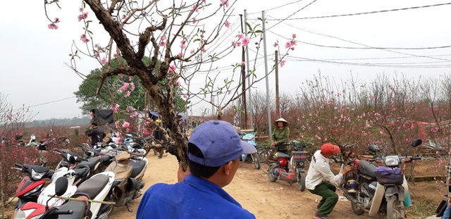 Dịch vụ chở quất, đào Tết thu tiền triệu mỗi ngày - 2 Dịch vụ chở quất, đào Tết thu tiền triệu mỗi ngày - 2