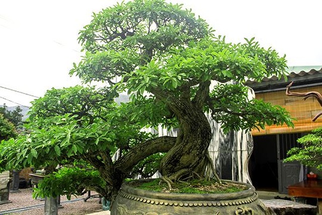 Ngắm vườn bonsai cực chất giá trăm tỷ đồng ở Bình Định - 1 Ngắm vườn bonsai cực chất giá trăm tỷ đồng ở Bình Định - 1