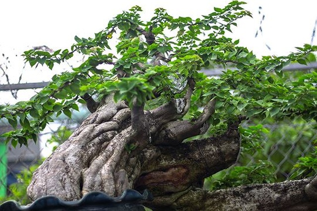 Ngắm vườn bonsai cực chất giá trăm tỷ đồng ở Bình Định - 6 Ngắm vườn bonsai cực chất giá trăm tỷ đồng ở Bình Định - 6