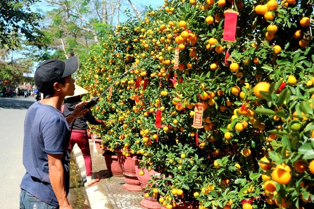Chợ hoa Tết Hội An 2019 Chợ hoa Tết Hội An 2019