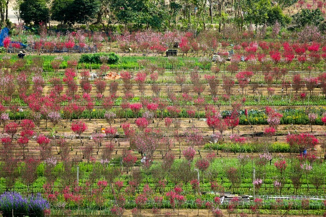 Người trồng đào Nhật Tân lo mất Tết do đào nở rộ - 1 Người trồng đào Nhật Tân lo mất Tết do đào nở rộ - 1