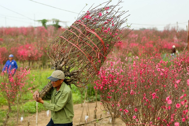 Người trồng đào Nhật Tân lo mất Tết do đào nở rộ - 9 Người trồng đào Nhật Tân lo mất Tết do đào nở rộ - 9