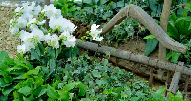 Hàng trăm loại hoa khoe sắc tại lễ hội Xuân Bái Đính - 2 Hàng trăm loại hoa khoe sắc tại lễ hội Xuân Bái Đính - 2