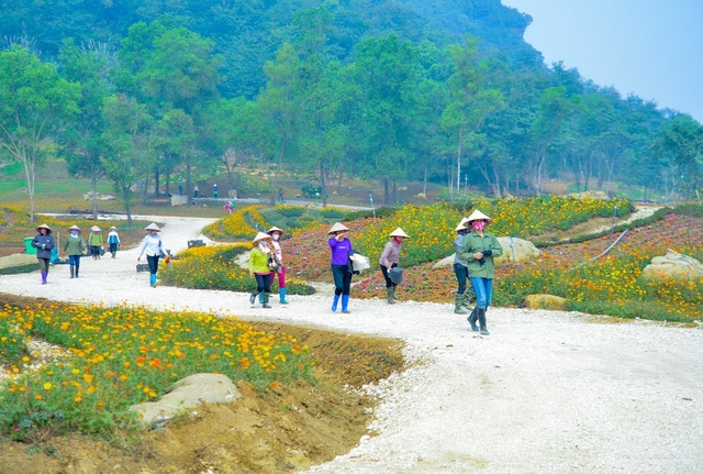 Hàng trăm loại hoa khoe sắc tại lễ hội Xuân Bái Đính - 7 Hàng trăm loại hoa khoe sắc tại lễ hội Xuân Bái Đính - 7
