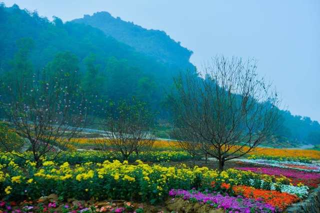 Hàng trăm loại hoa khoe sắc tại lễ hội Xuân Bái Đính - 3 Hàng trăm loại hoa khoe sắc tại lễ hội Xuân Bái Đính - 3
