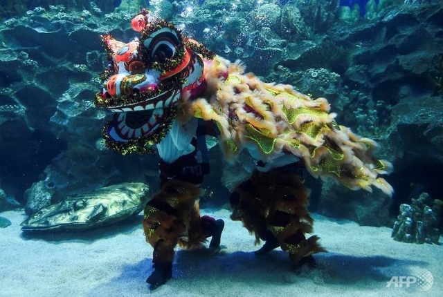 Độc đáo màn múa lân dưới nước chào đón năm mới - 2 Độc đáo màn múa lân dưới nước chào đón năm mới - 2
