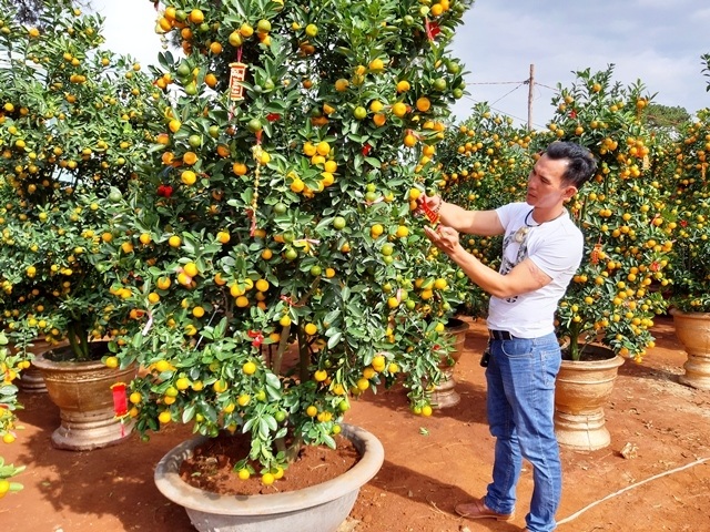 Quất phố Hội “ngược ngàn” lên Cao nguyên đón xuân - 5 Quất phố Hội “ngược ngàn” lên Cao nguyên đón xuân - 5