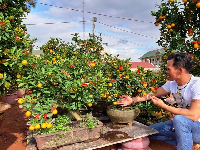 Quất phố Hội “ngược ngàn” lên Cao nguyên đón xuân - 3 Quất phố Hội “ngược ngàn” lên Cao nguyên đón xuân - 3