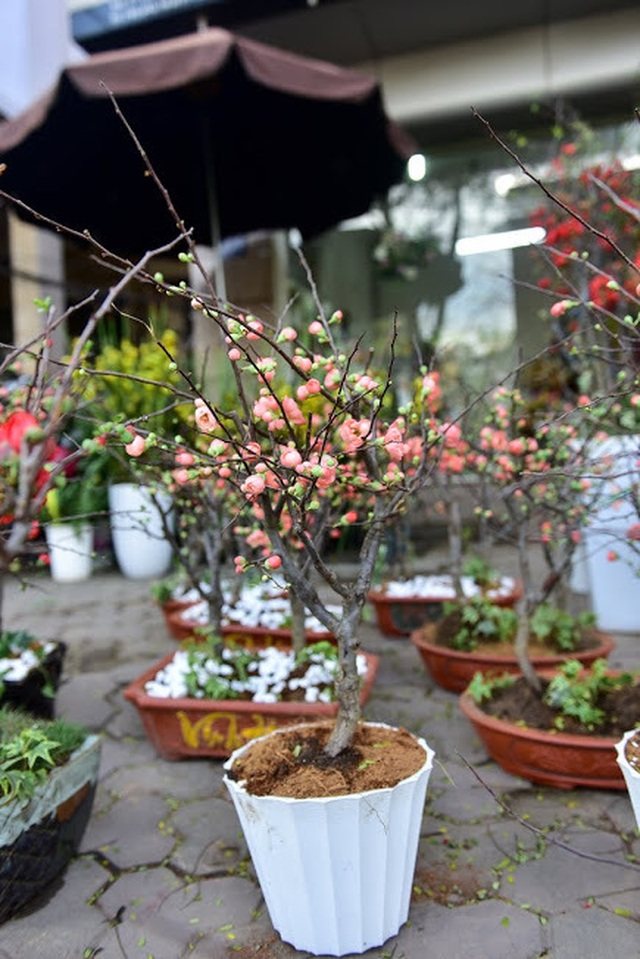 Mai đỏ Trung Quốc để mấy tháng không tàn đổ bộ “thủ phủ” đào Việt - 10 Mai đỏ Trung Quốc để mấy tháng không tàn đổ bộ “thủ phủ” đào Việt - 10