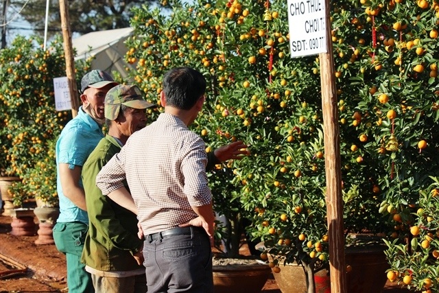 Quất phố Hội “ngược ngàn” lên Cao nguyên đón xuân - 2 Quất phố Hội “ngược ngàn” lên Cao nguyên đón xuân - 2