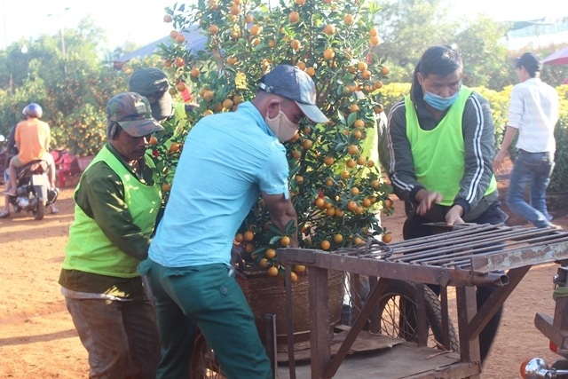 Quất phố Hội “ngược ngàn” lên Cao nguyên đón xuân - 4 Quất phố Hội “ngược ngàn” lên Cao nguyên đón xuân - 4