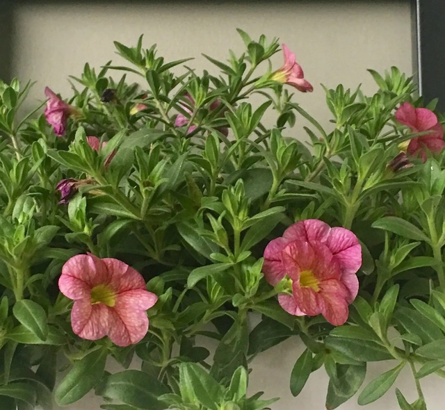 IMG_8889.jpeg IMG_8889.jpeg