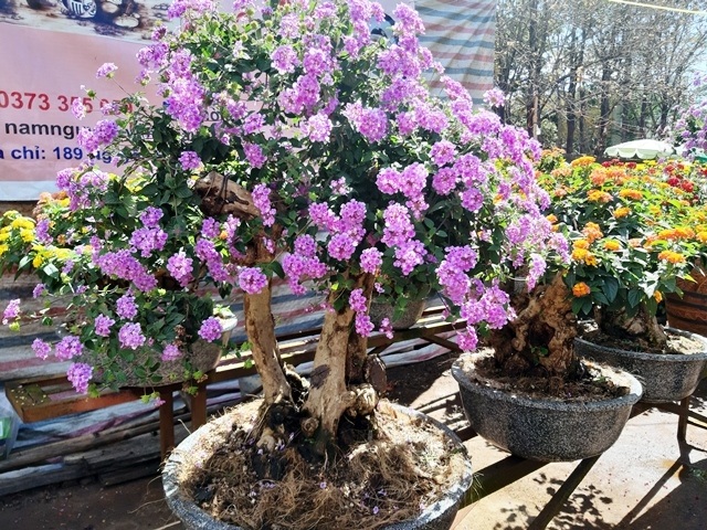 Bonsai ngũ sắc độc lạ hút khách dịp Tết  - 2