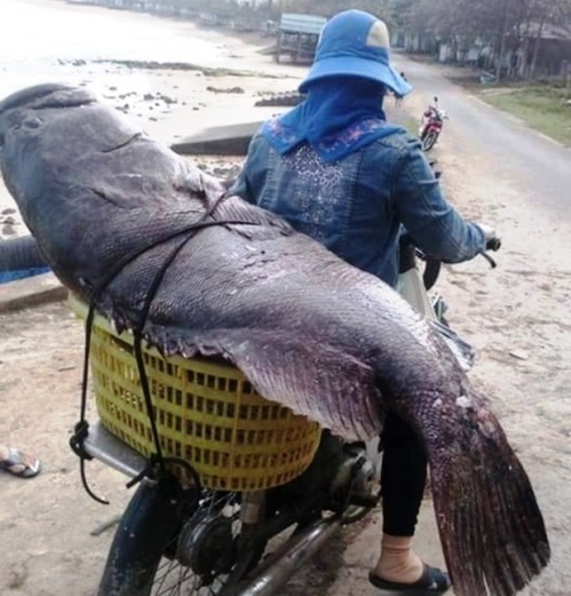 May mắn bắt được cá mú “khủng” hơn 80kg chuyến đi biển cuối năm - 2