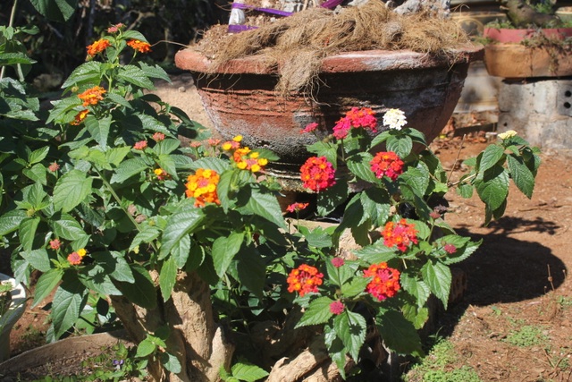 Bonsai ngũ sắc độc lạ hút khách dịp Tết  - 4