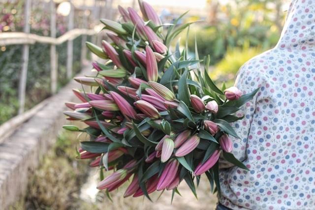 Lạc giữa cánh đồng hoa ly lớn nhất Hà Nội những ngày giáp Tết - 10 Lạc giữa cánh đồng hoa ly lớn nhất Hà Nội những ngày giáp Tết - 10