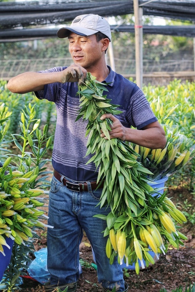 Lạc giữa cánh đồng hoa ly lớn nhất Hà Nội những ngày giáp Tết - 11 Lạc giữa cánh đồng hoa ly lớn nhất Hà Nội những ngày giáp Tết - 11